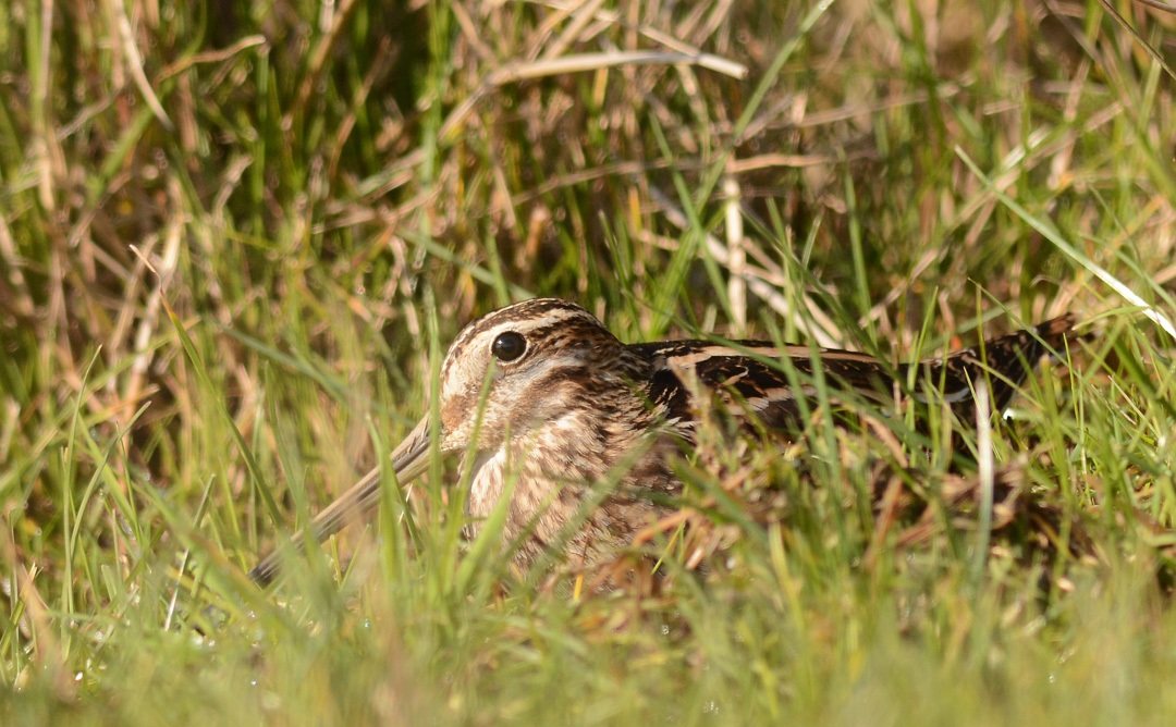 Common Snipe