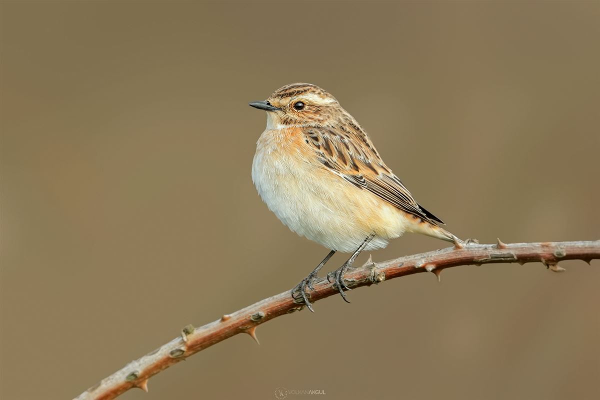 Whinchat