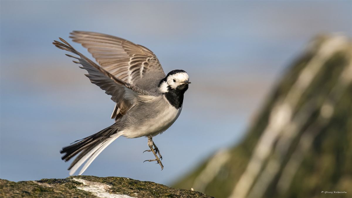 White Wagtail