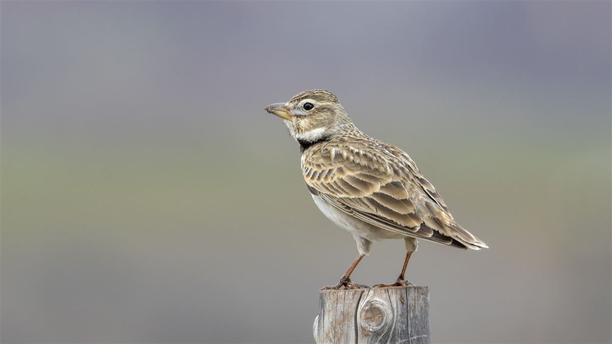Calandra Lark