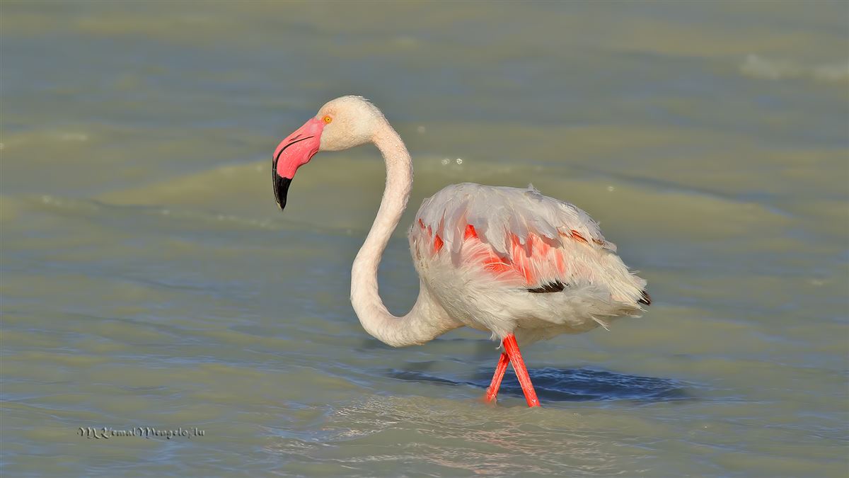 Greater Flamingo