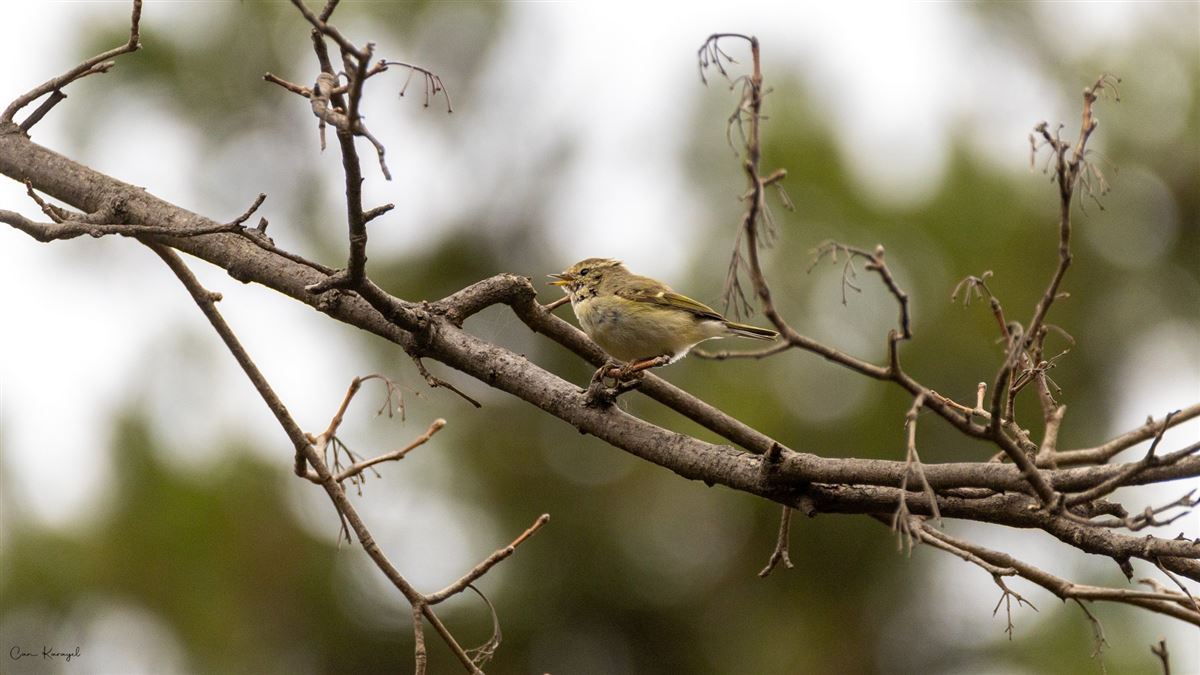 Hume`s Leaf Warbler