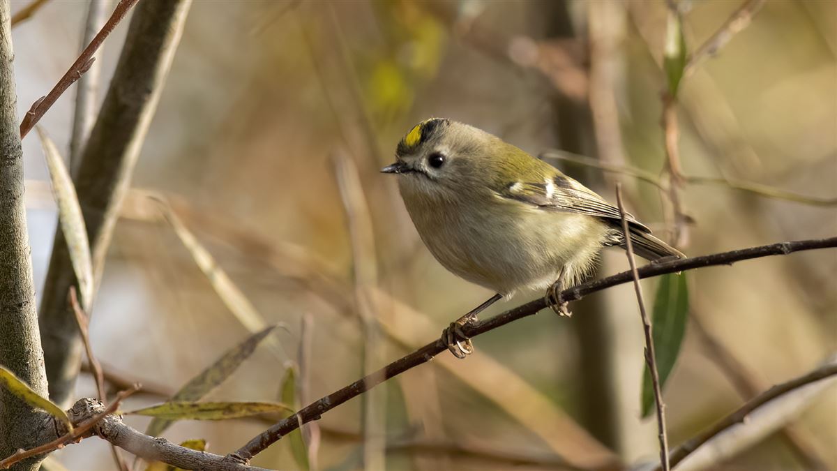 Goldcrest