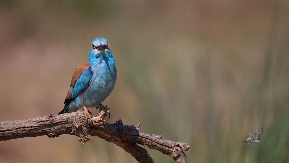 European Roller