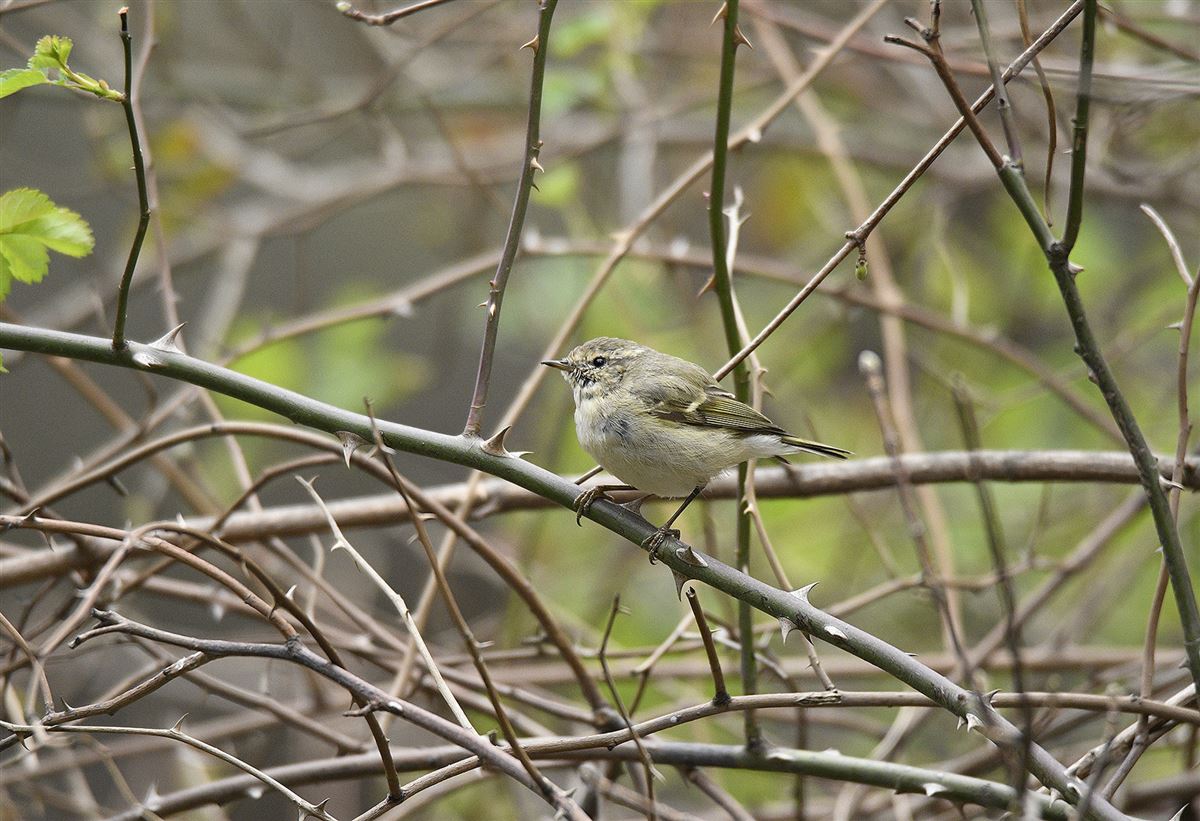 Hume`s Leaf Warbler
