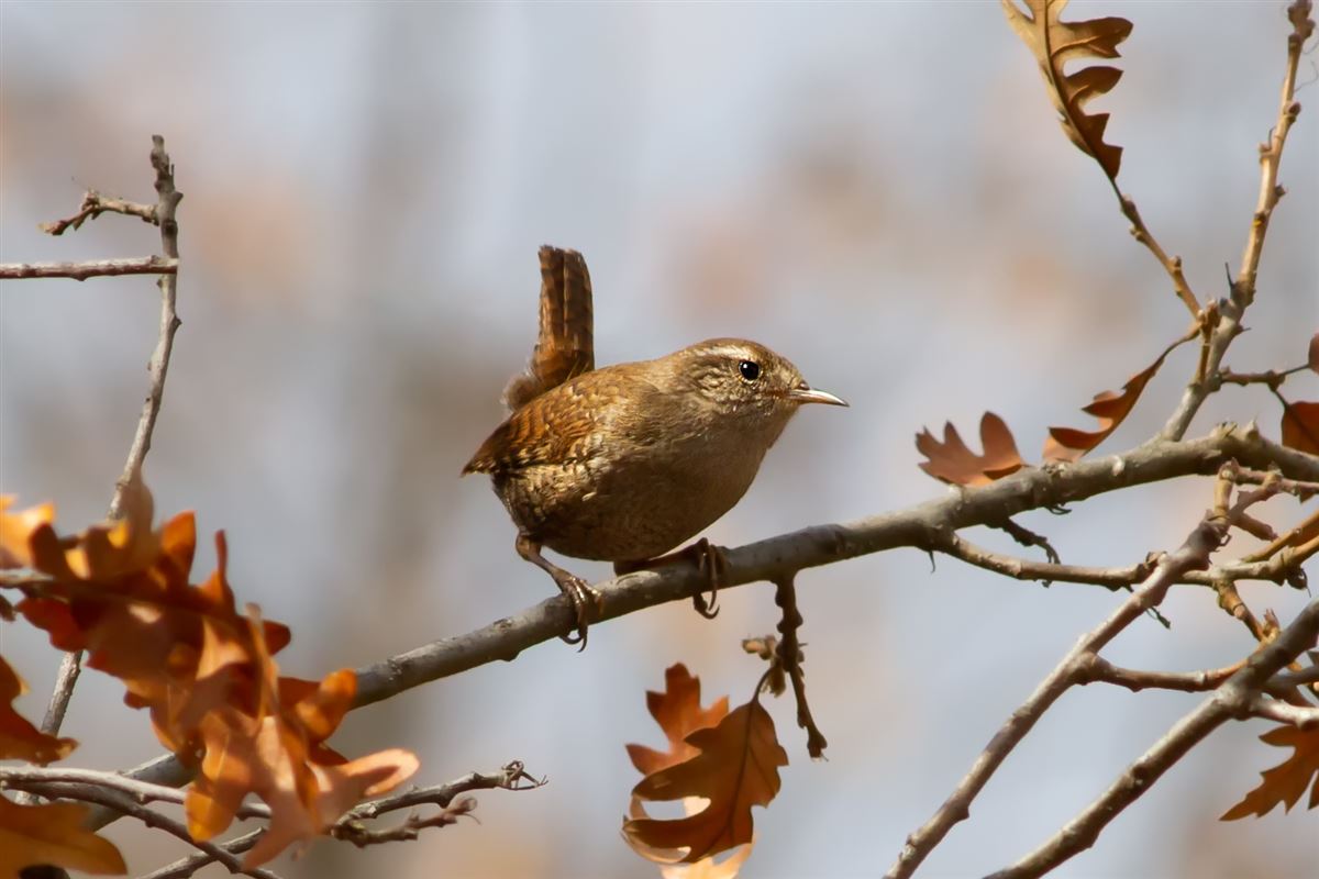 Eurasian Wren