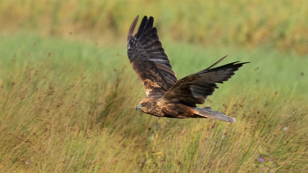 Western Marsh Harrier