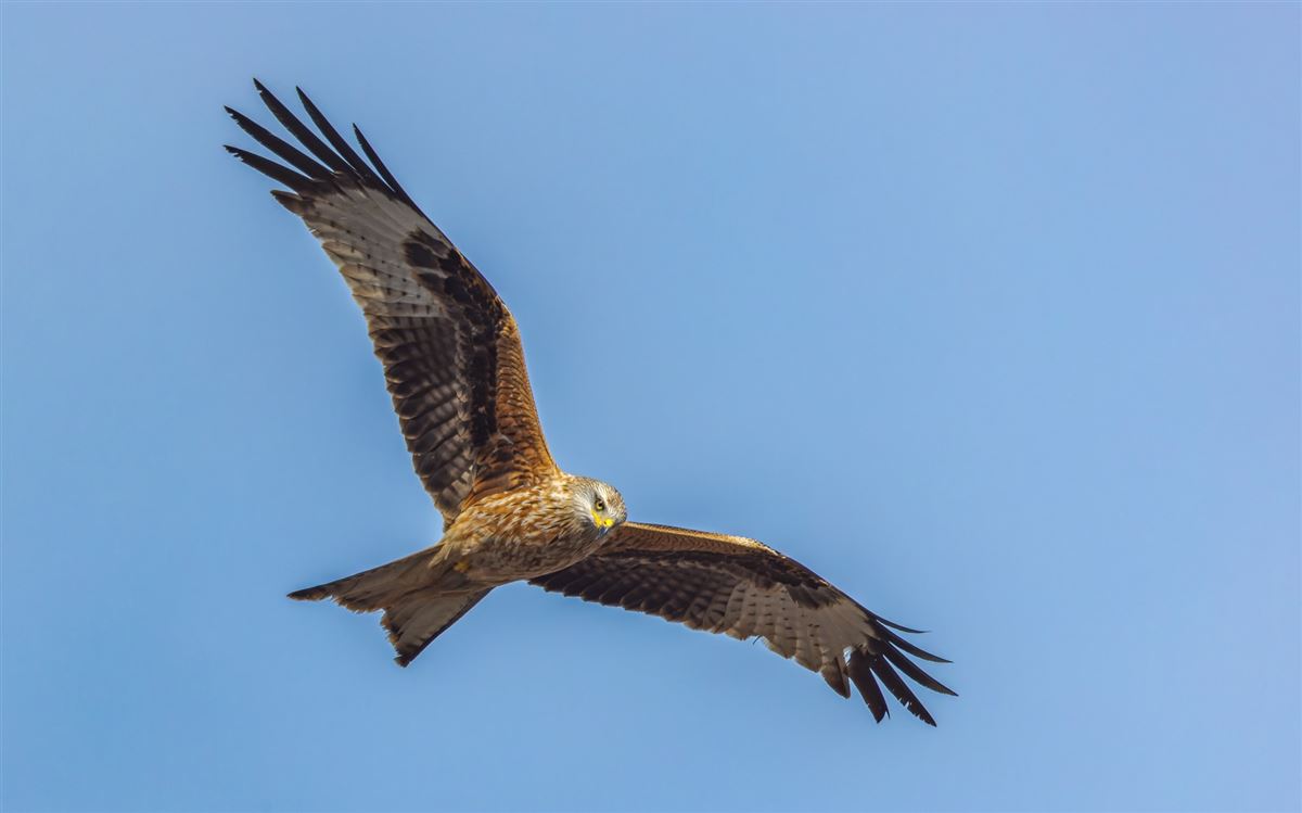 Red Kite