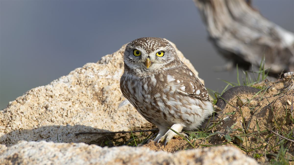 Little Owl