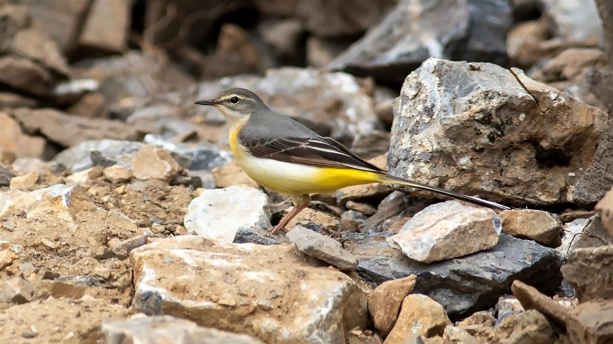 Grey Wagtail