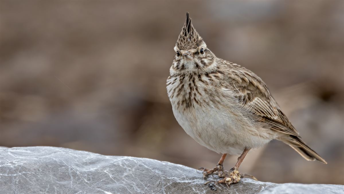 Crested Lark