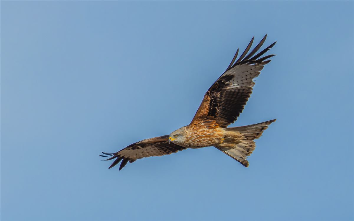 Red Kite