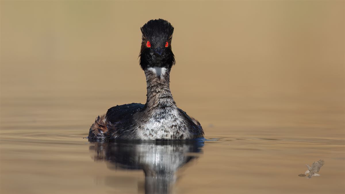 Black-necked Grebe