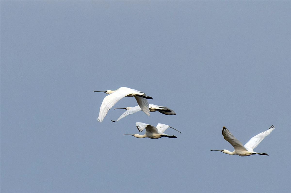 Eurasian Spoonbill