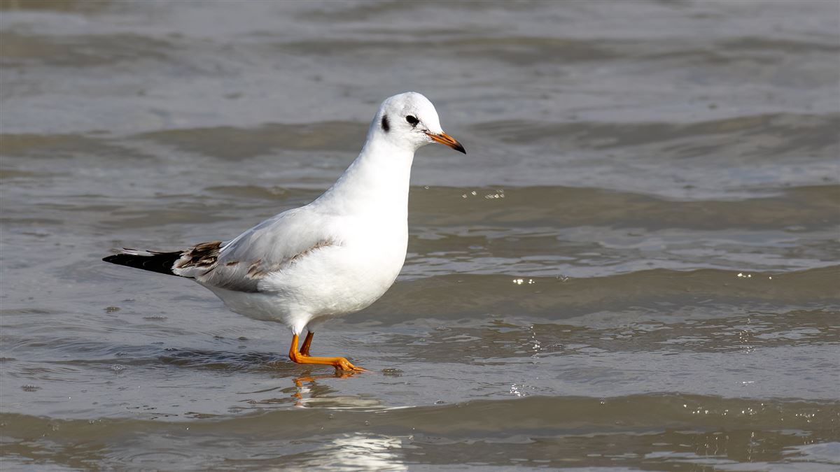 Black-headed Gull