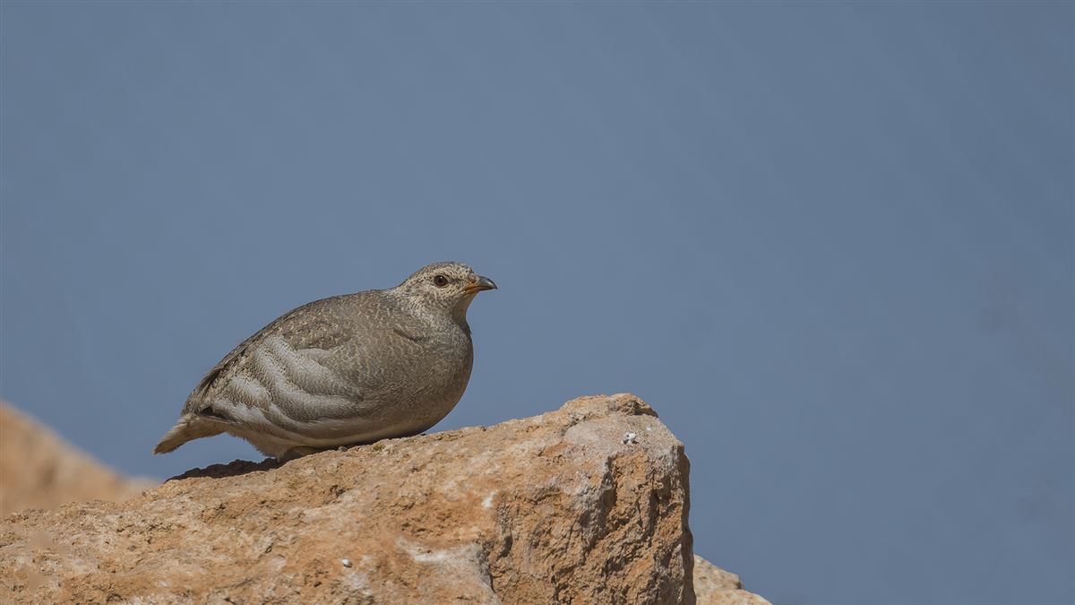 See-see Partridge