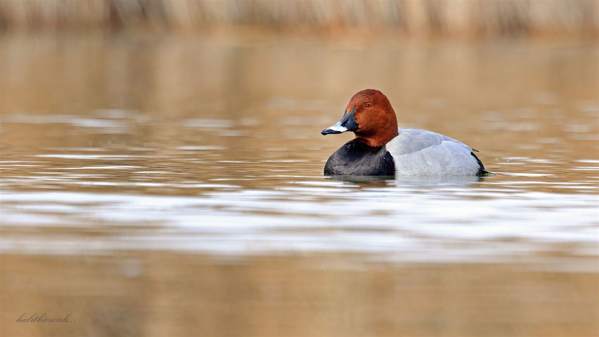Common Pochard