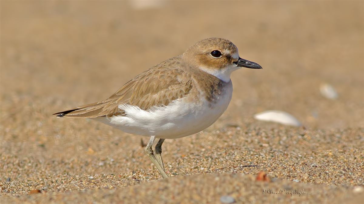 Greater Sand Plover
