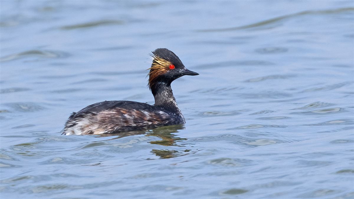 Black-necked Grebe