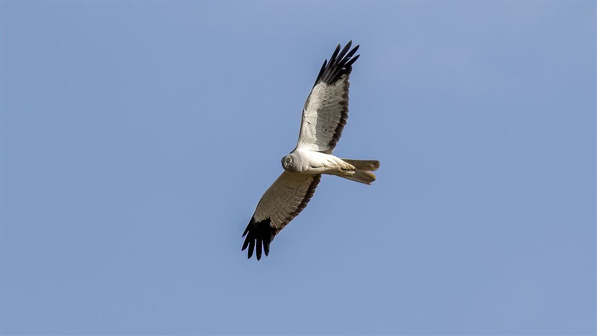 Hen Harrier
