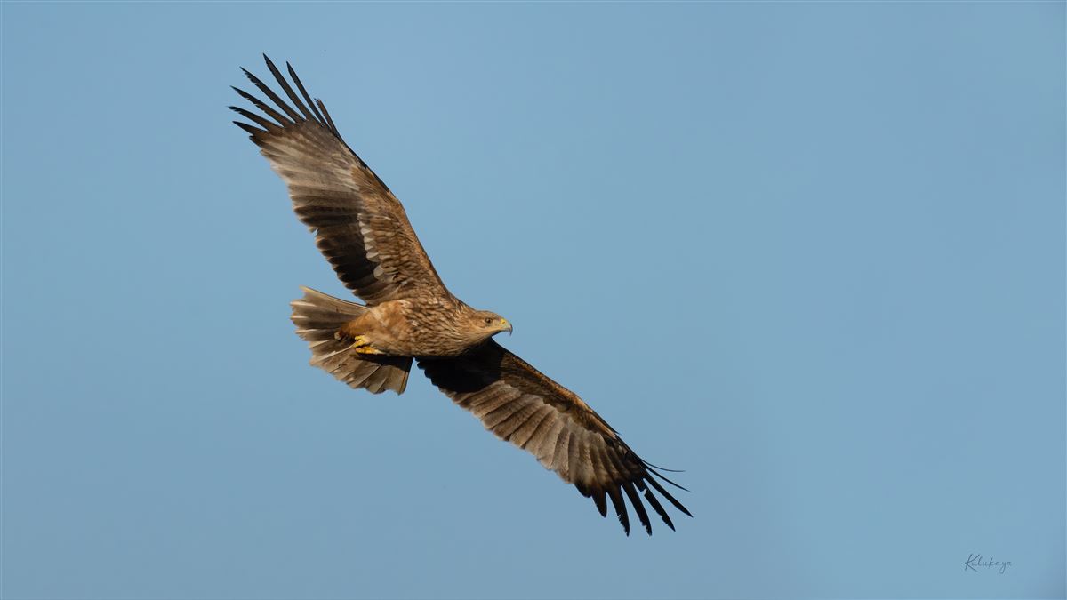 Eastern Imperial Eagle