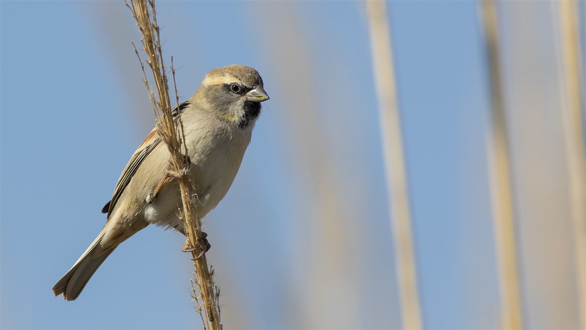 Dead Sea Sparrow