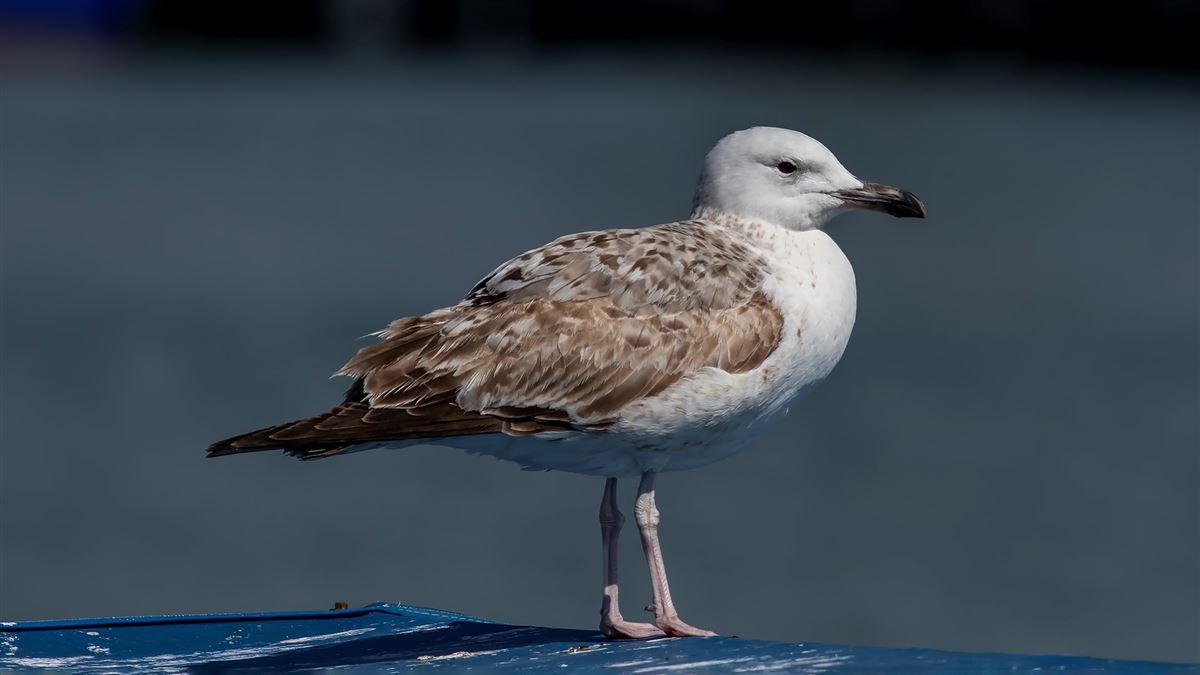 Caspian Gull