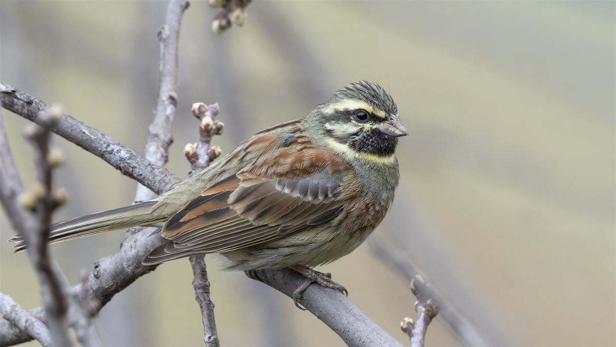 Cirl Bunting