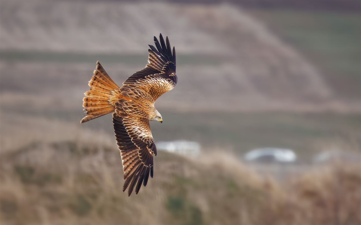 Red Kite