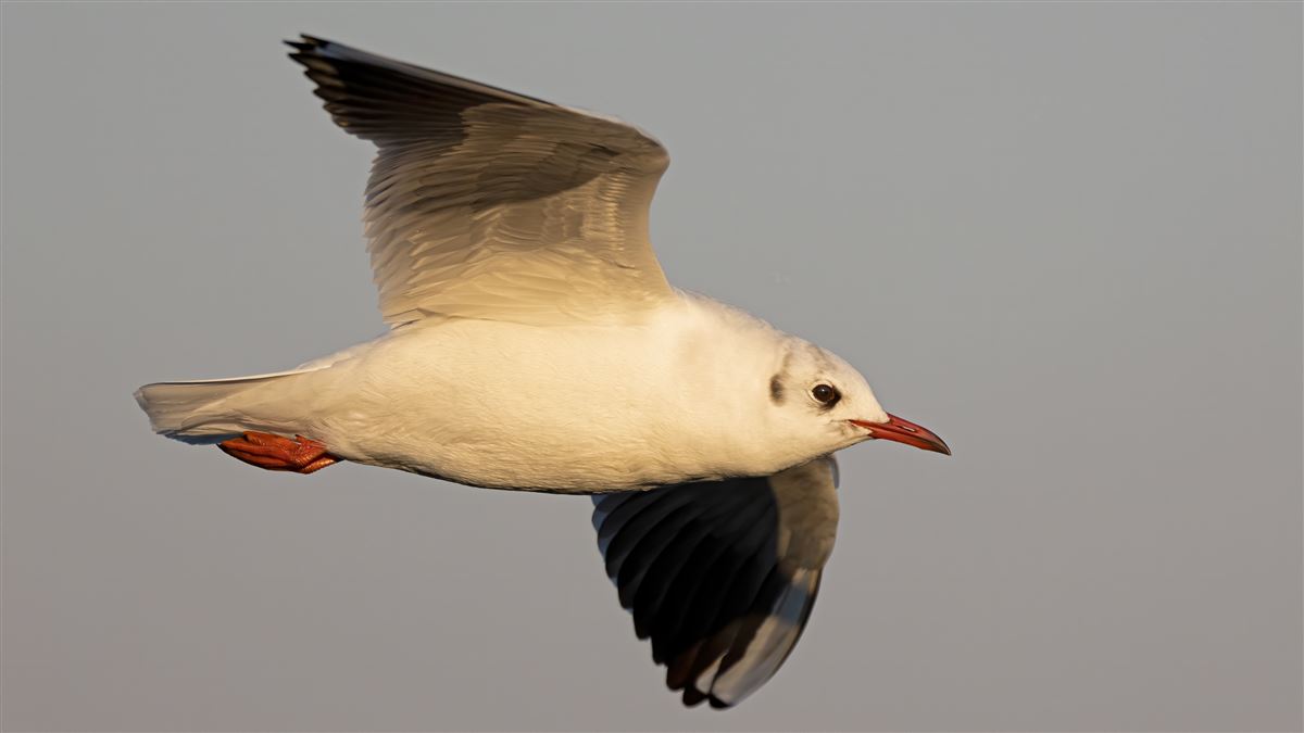 Black-headed Gull