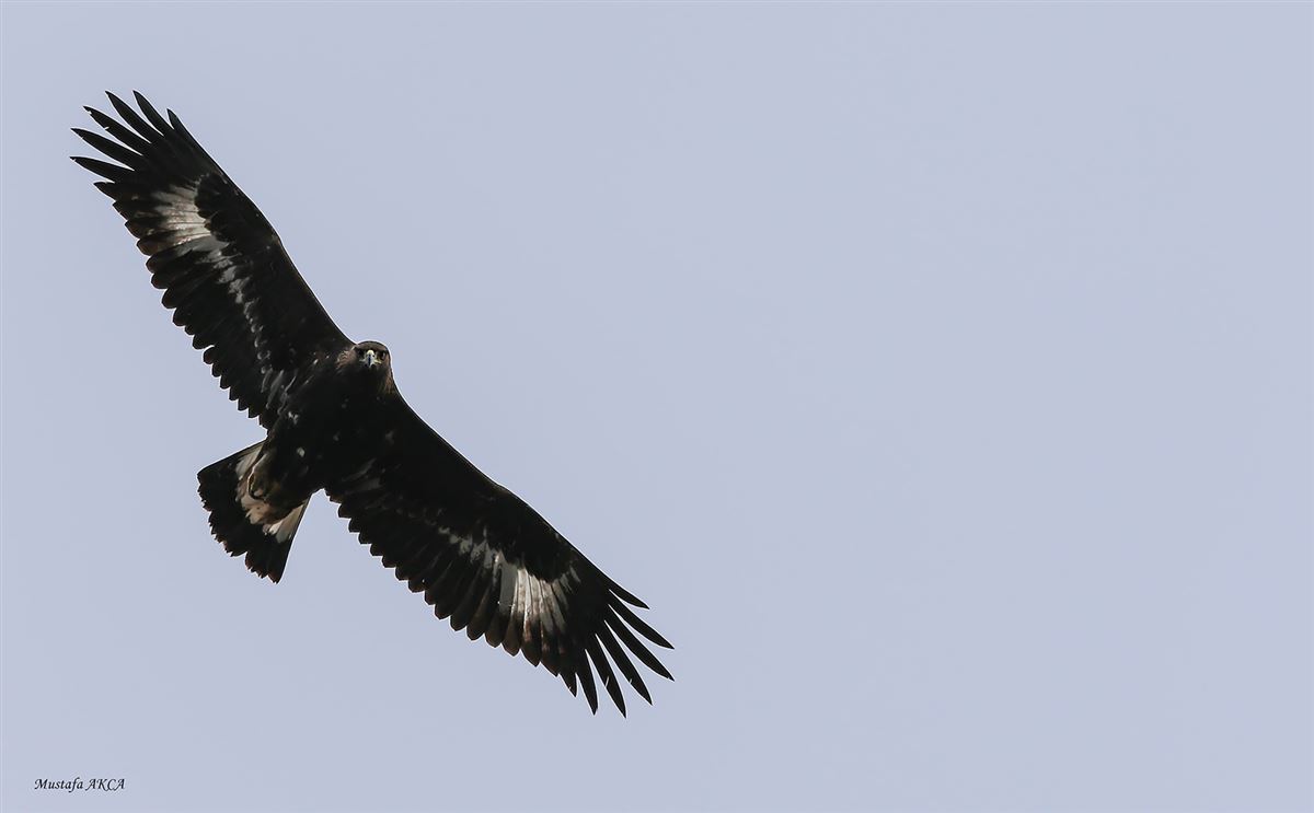 Golden Eagle