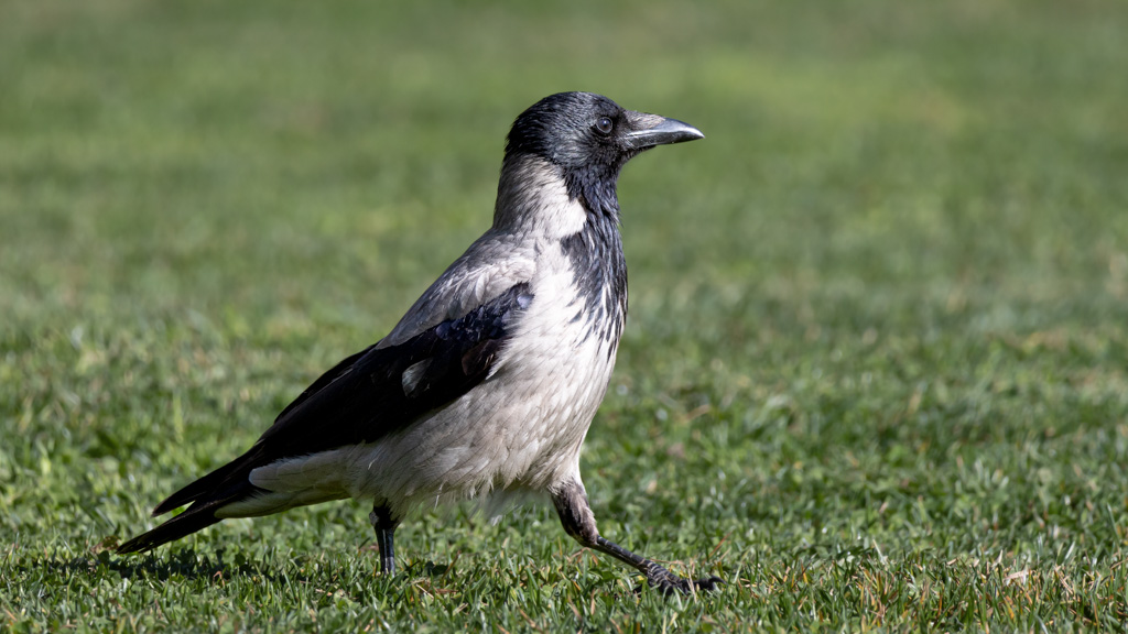 Hooded Crow