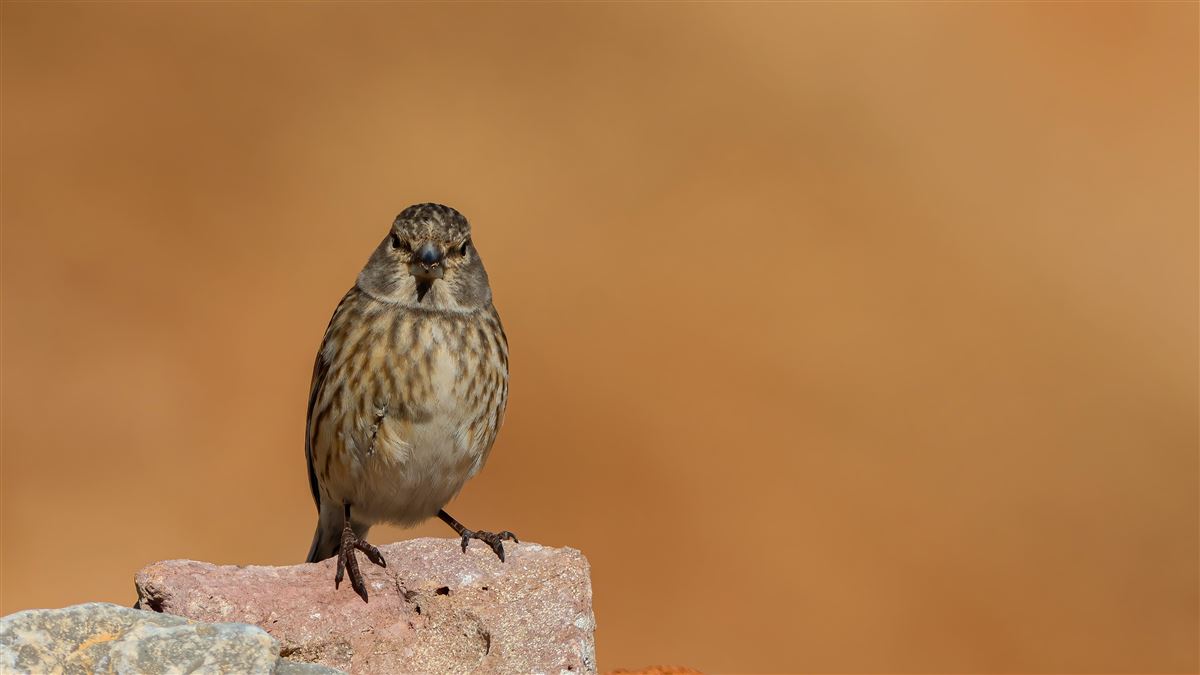 Common Linnet