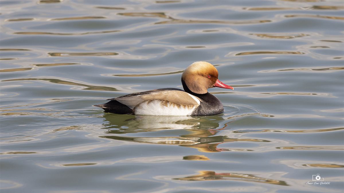 Red-crested Pochard