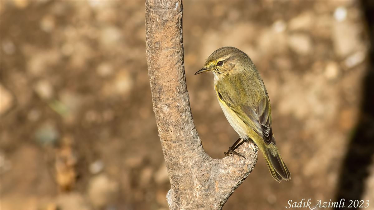 Common Chiffchaff