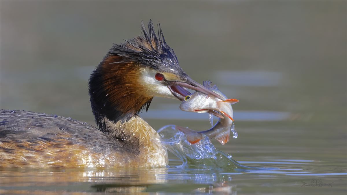 Great Crested Grebe