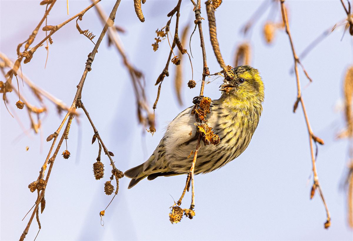 Eurasian Siskin