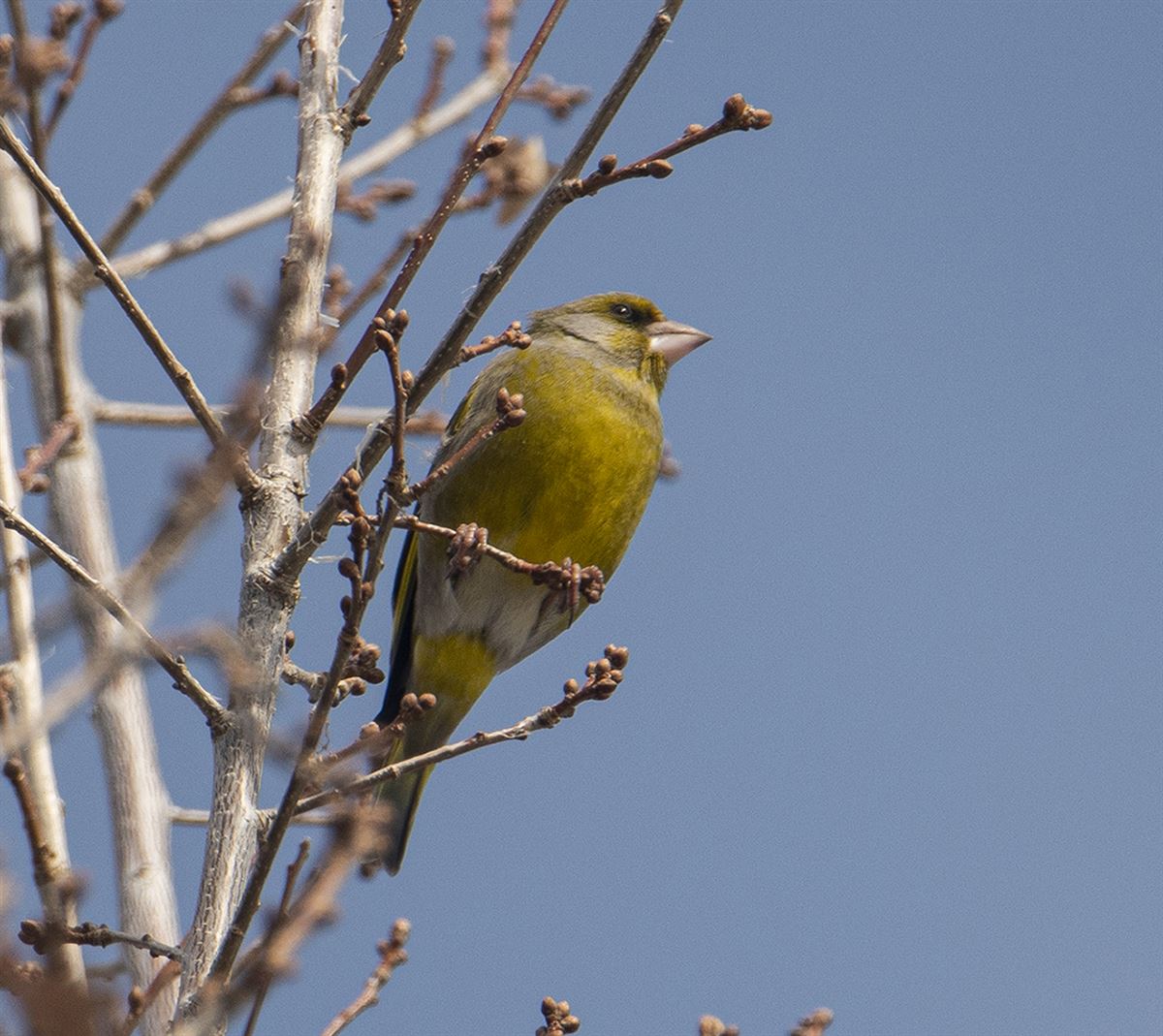 European Greenfinch