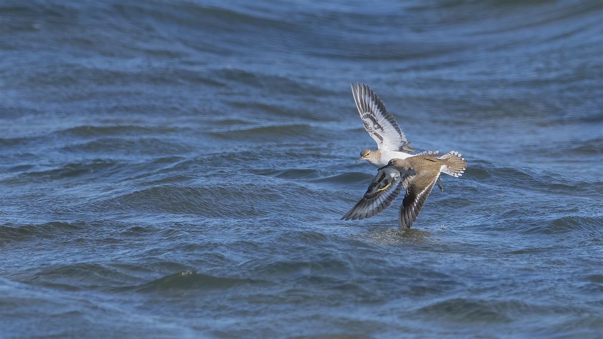 Common Sandpiper