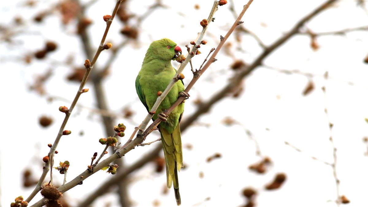 Rose-ringed Parakeet