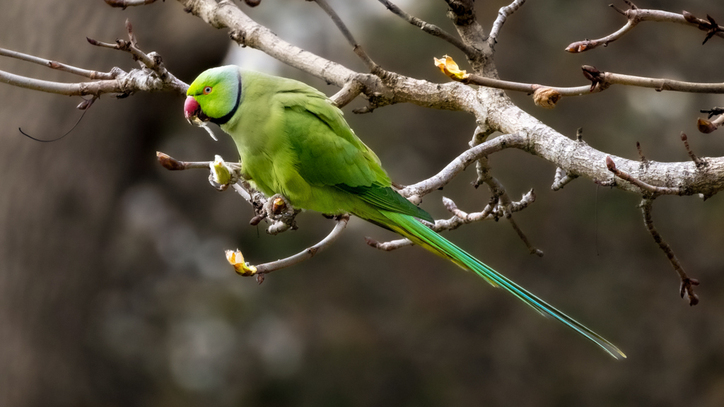Rose-ringed Parakeet