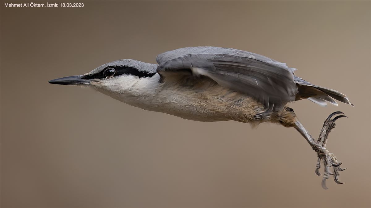 Western Rock Nuthatch