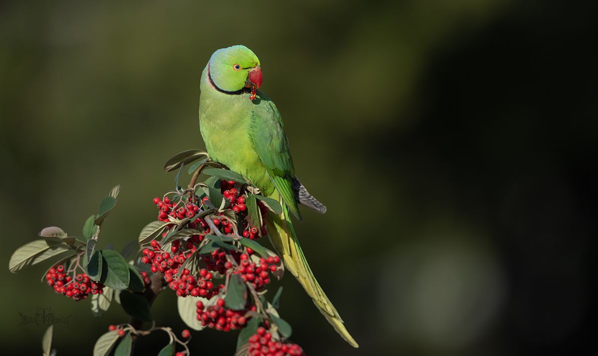 Rose-ringed Parakeet
