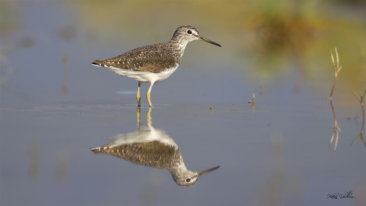 Green Sandpiper