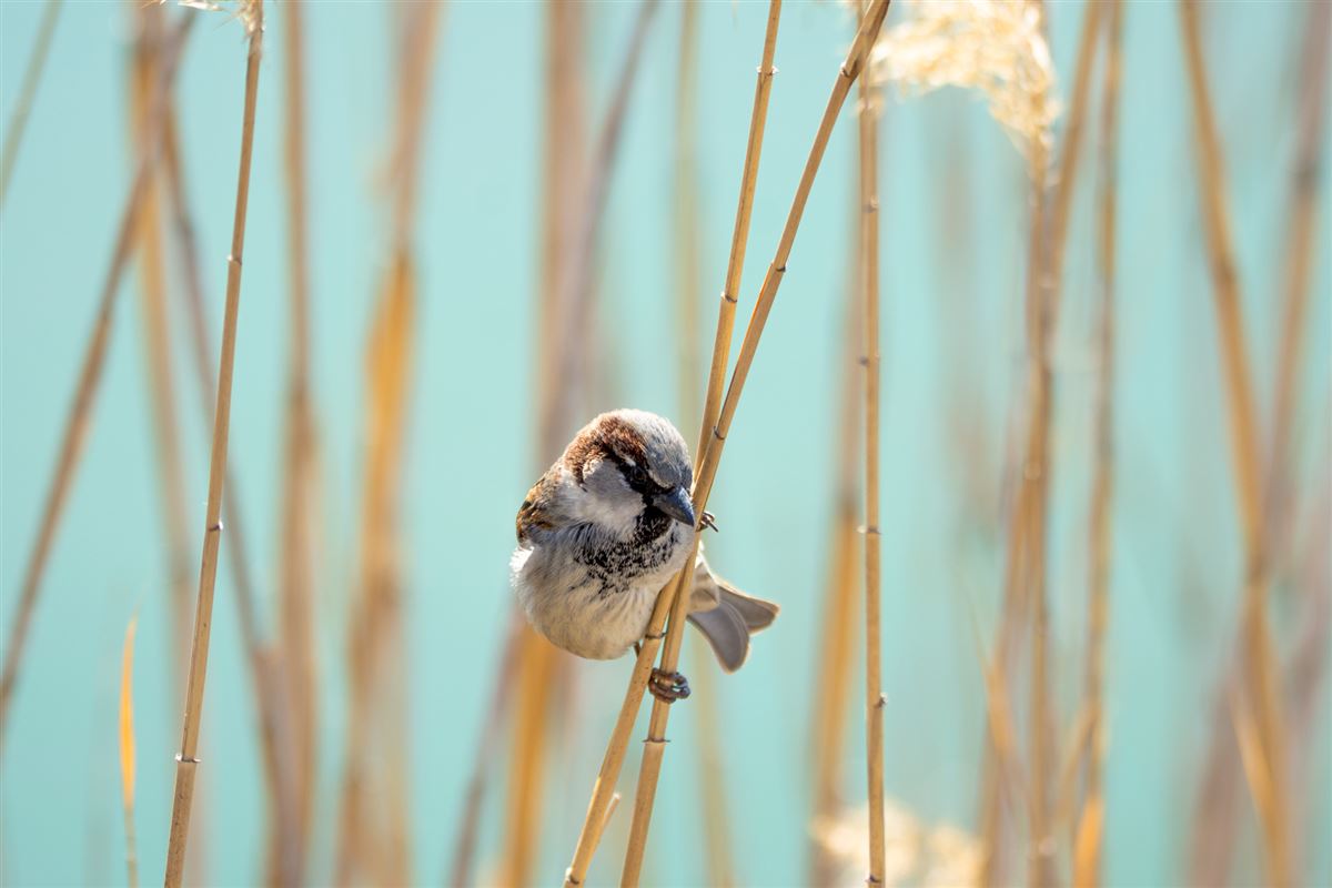 House Sparrow