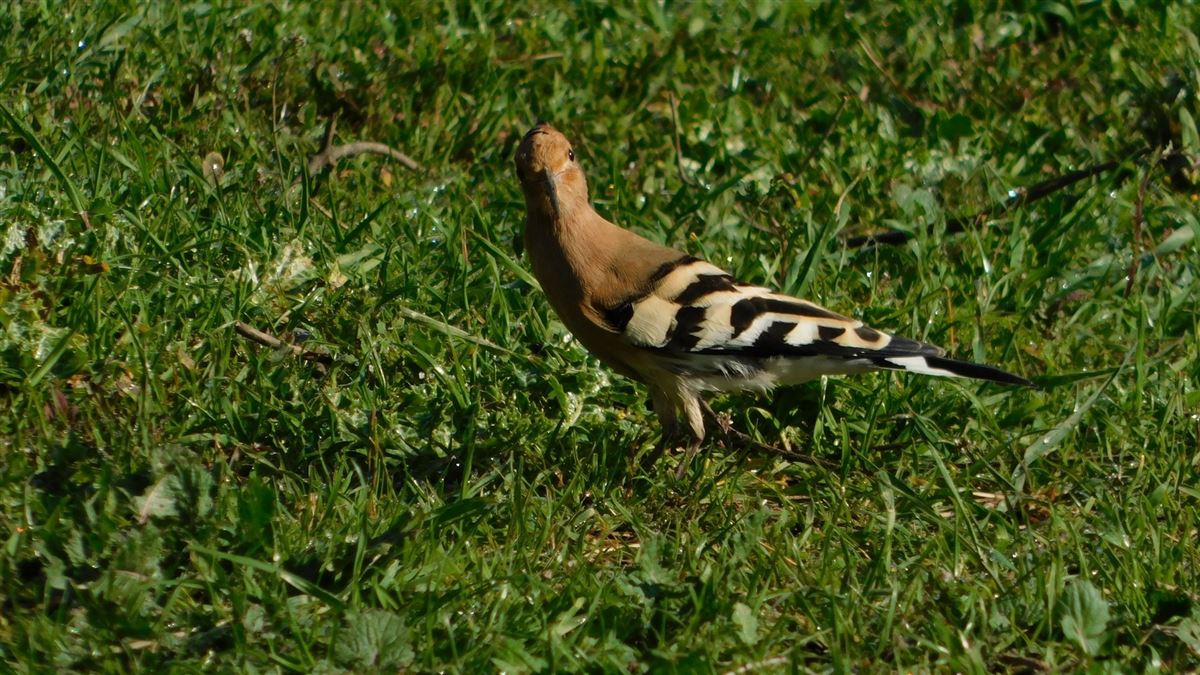 Common Hoopoe
