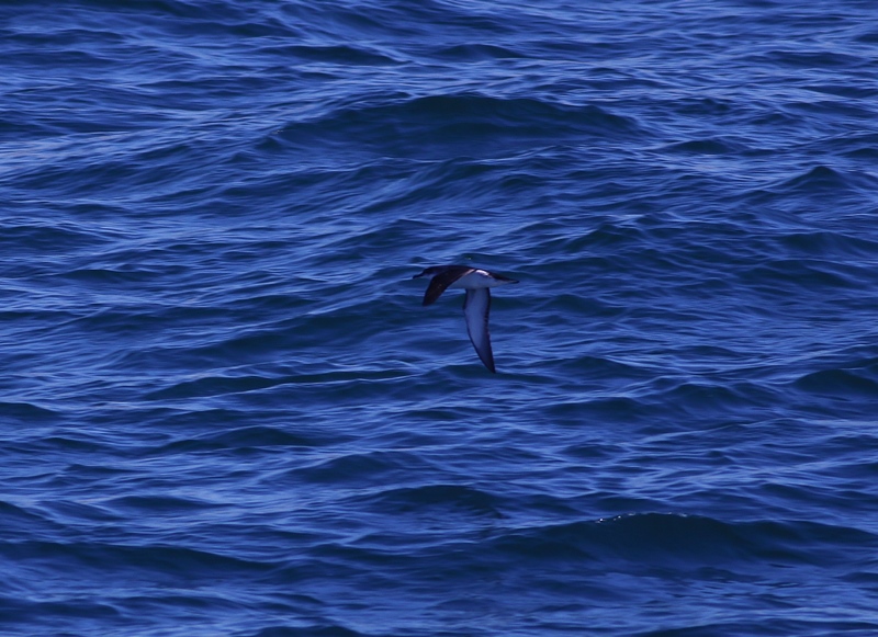 Yelkouan Shearwater