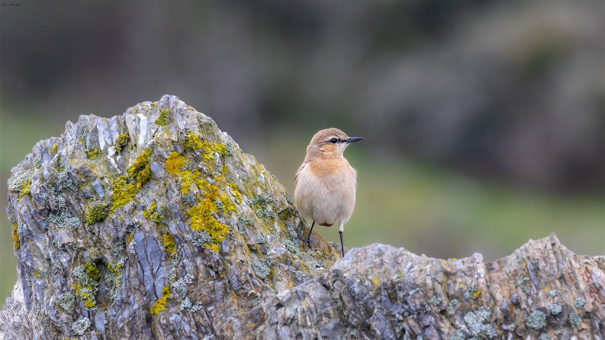 Isabelline Wheatear