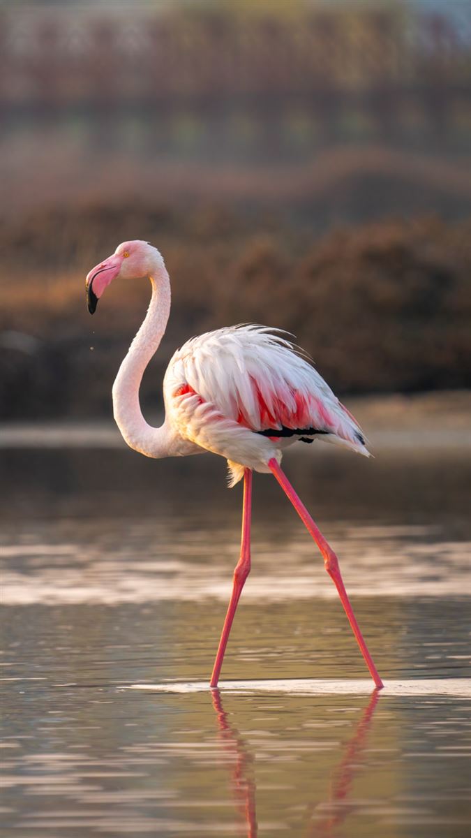 Greater Flamingo