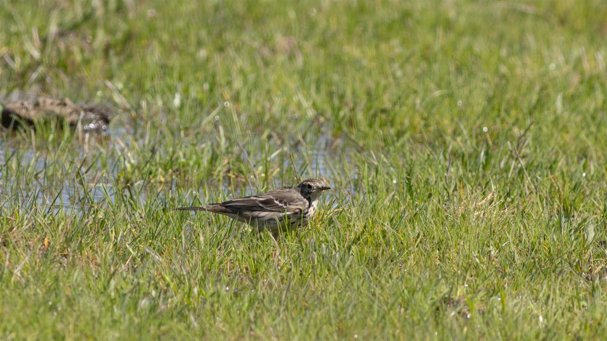 Buff-bellied Pipit